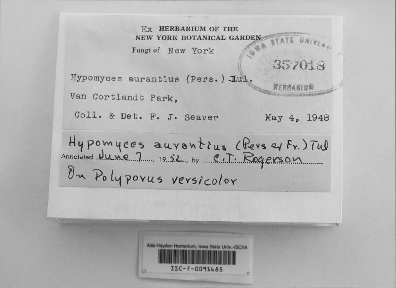 Hypomyces aurantius image