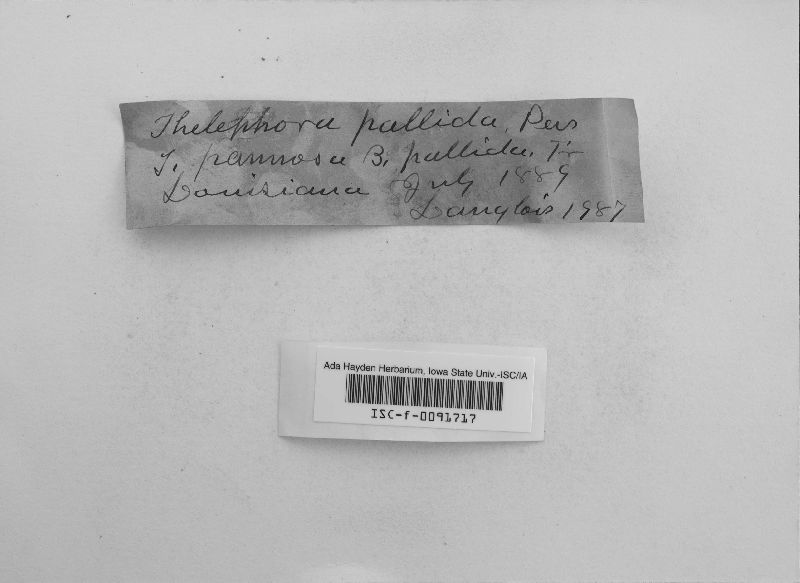Thelephora pallida image