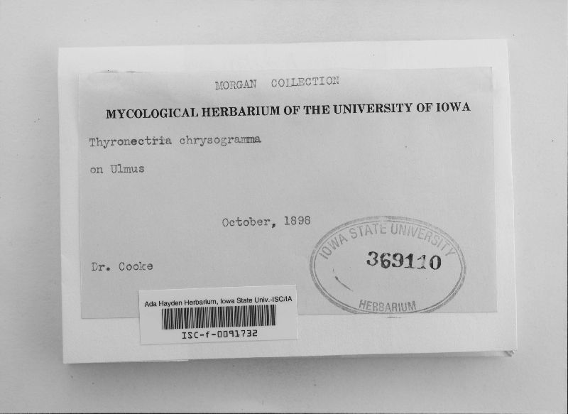 Thyronectroidea chrysogramma image