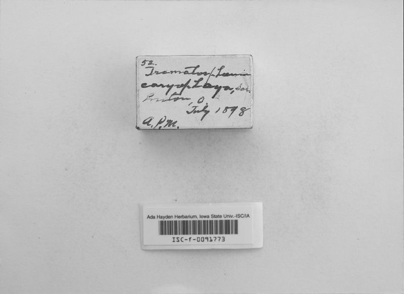 Trematosphaeria caryophaga image