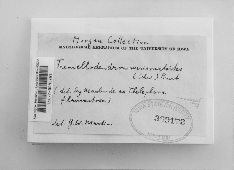 Tremellodendron merismatoides image