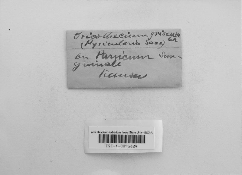 Trichothecium griseum image