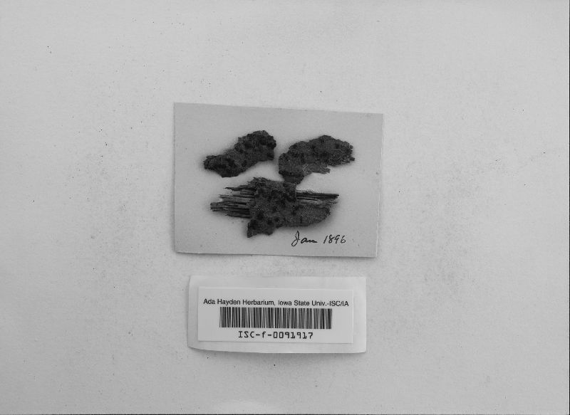 Hypoxylon fuscum image