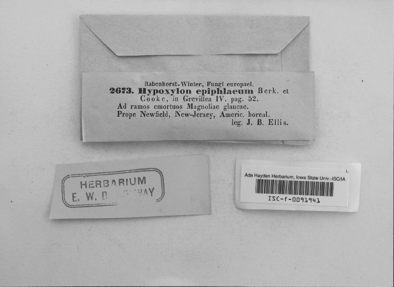 Hypoxylon monticulosum image