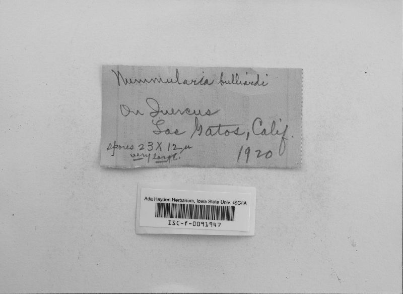 Biscogniauxia mediterranea image