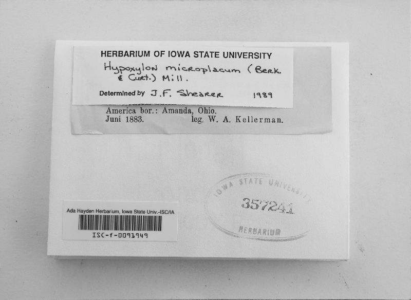 Whalleya microplaca image