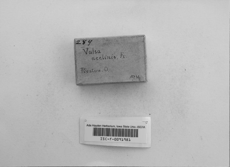 Valsa acclinis image