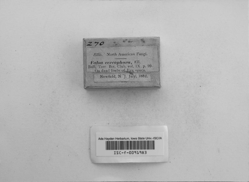 Valsa cercophora image