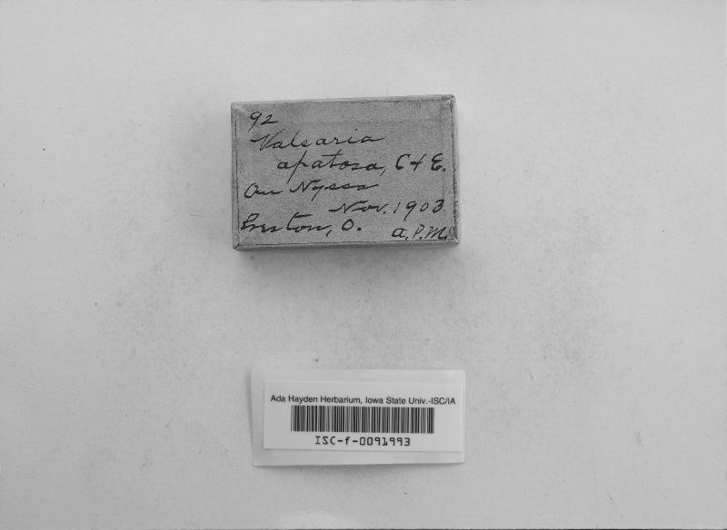 Valsaria apatosa image