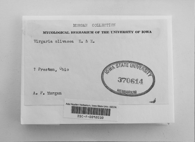 Virgaria image