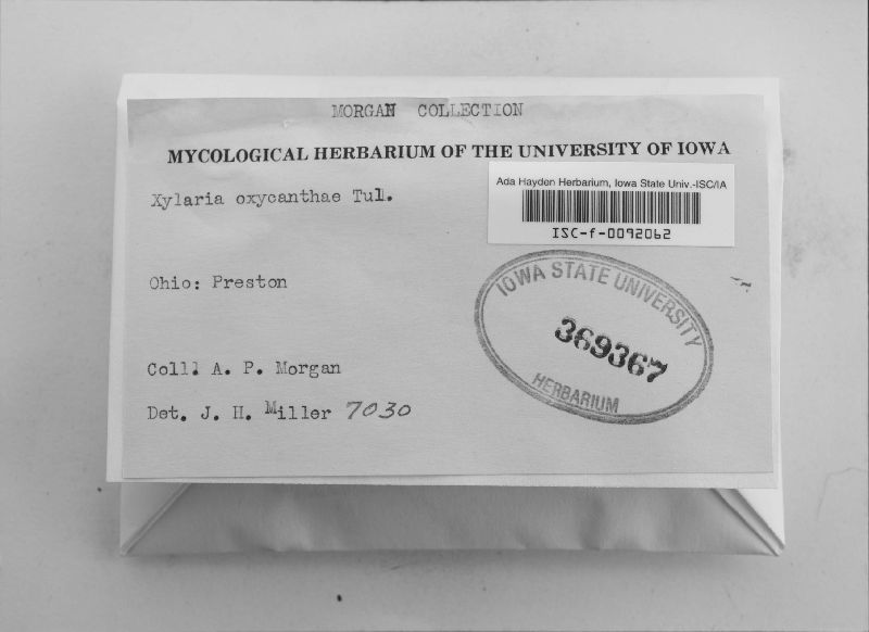 Xylaria oxyacanthae image