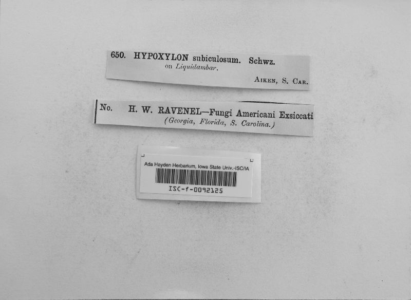 Hypoxylon subiculosum image