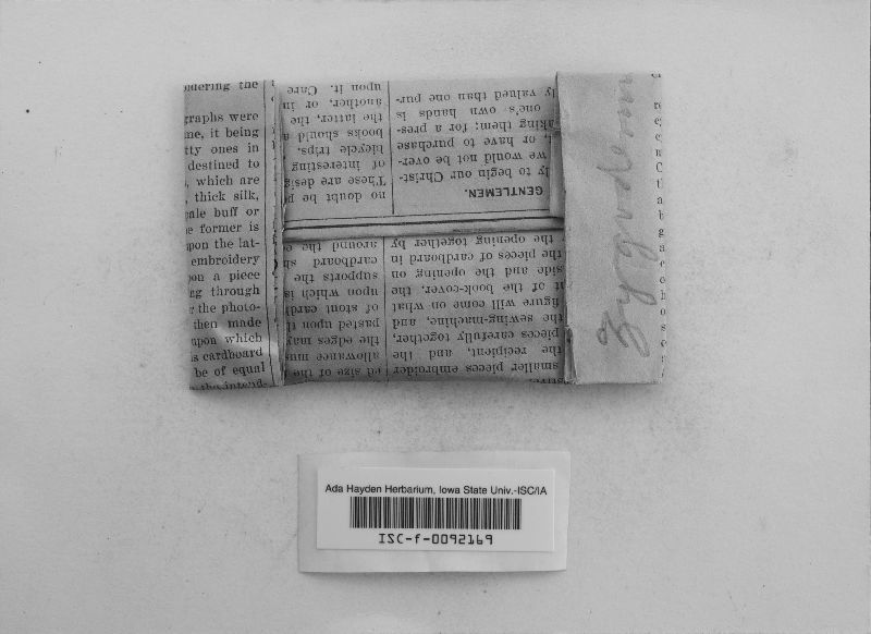 Zygodesmus bicolor image