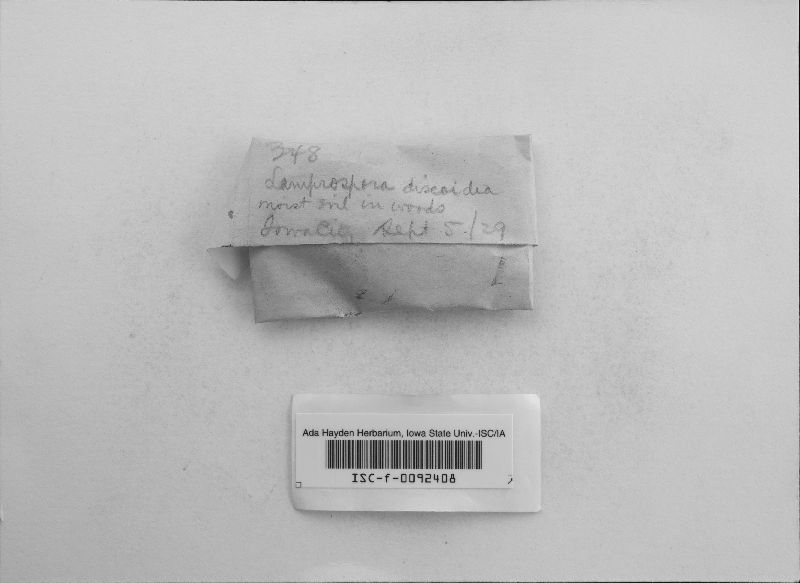 Pulvinula discoidea image