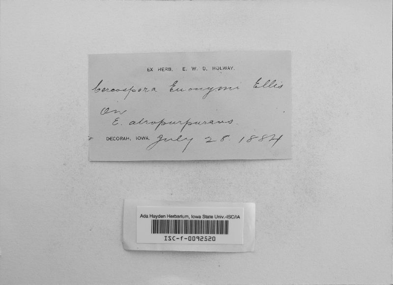 Ramularia euonymi image
