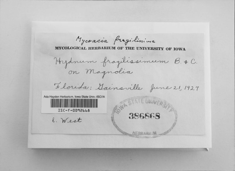 Hydnum fragilissimum image