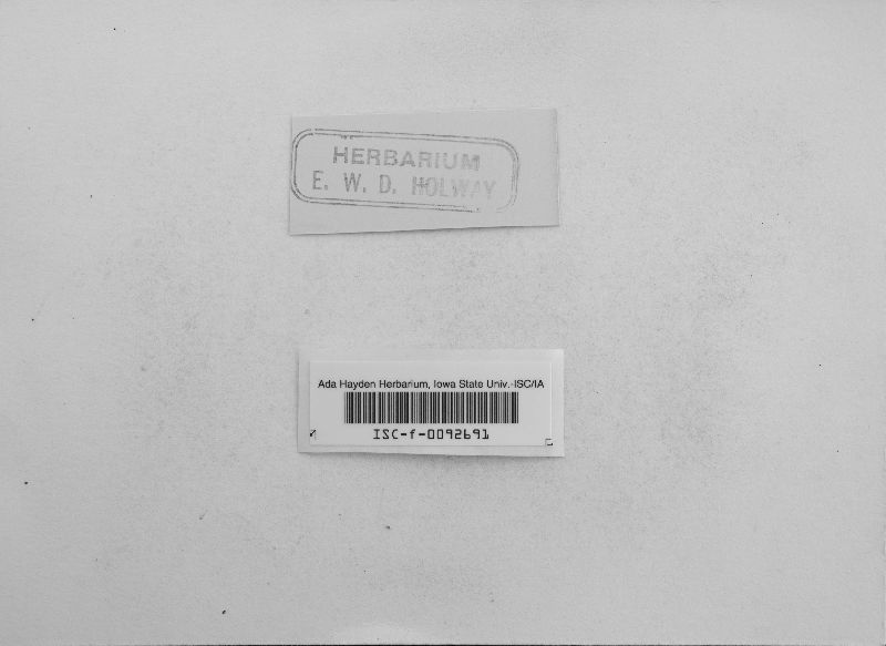 Mycosphaerella arbuticola image