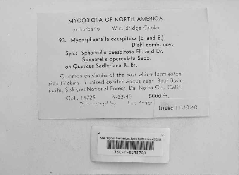 Mycosphaerella caespitosa image