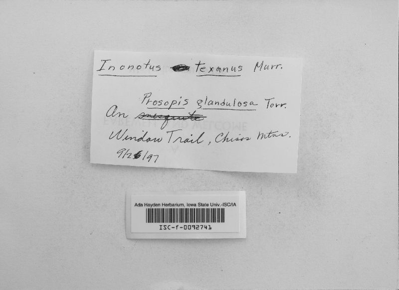 Inonotus texanus image