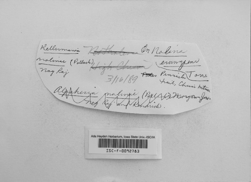 Alpakesa nolinae image