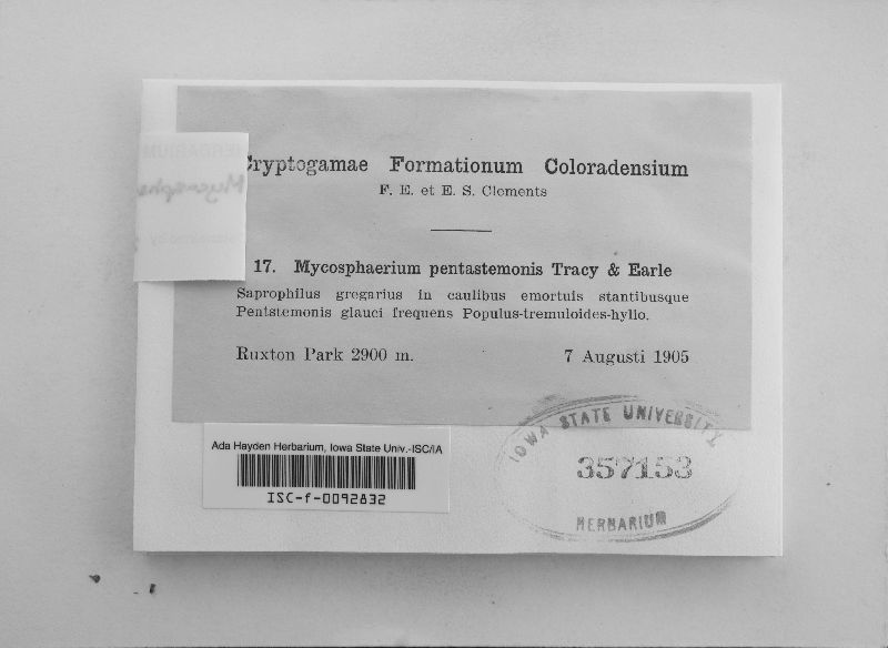 Mycosphaerella pentastemonis image