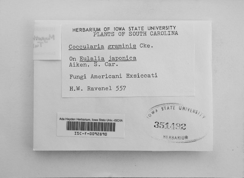 Xepicula leucotricha image