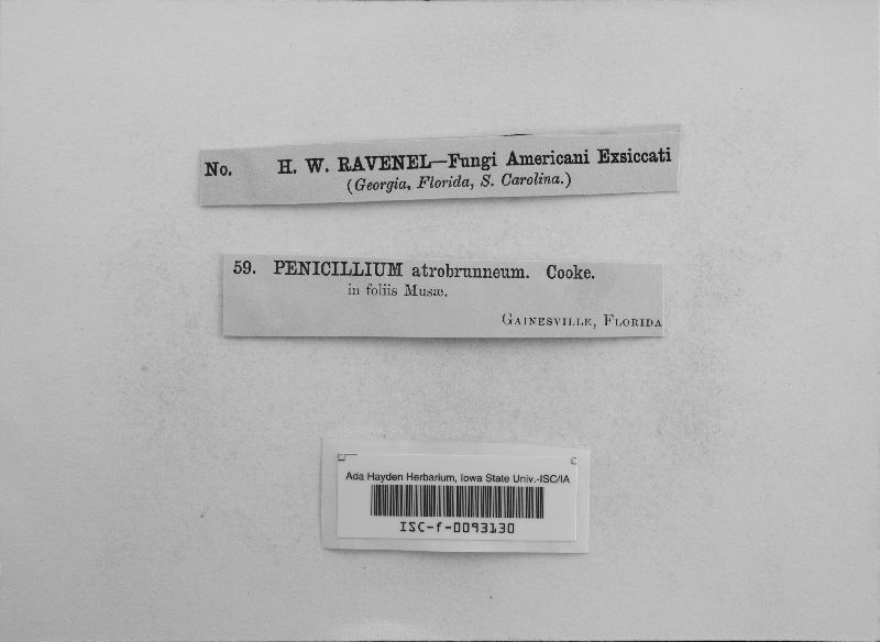 Penicillium atrobrunneum image