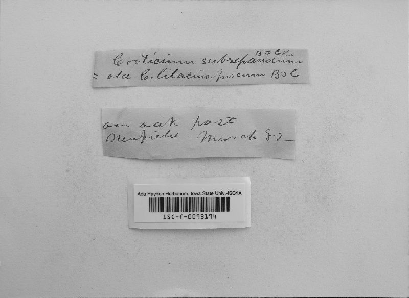 Corticium roseocarneum image