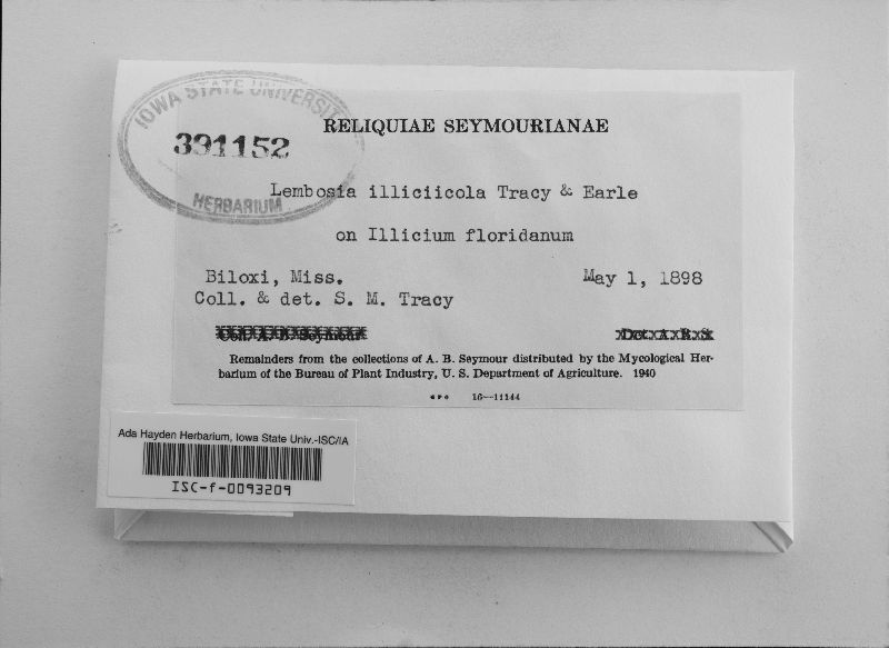 Lembosia illicicola image