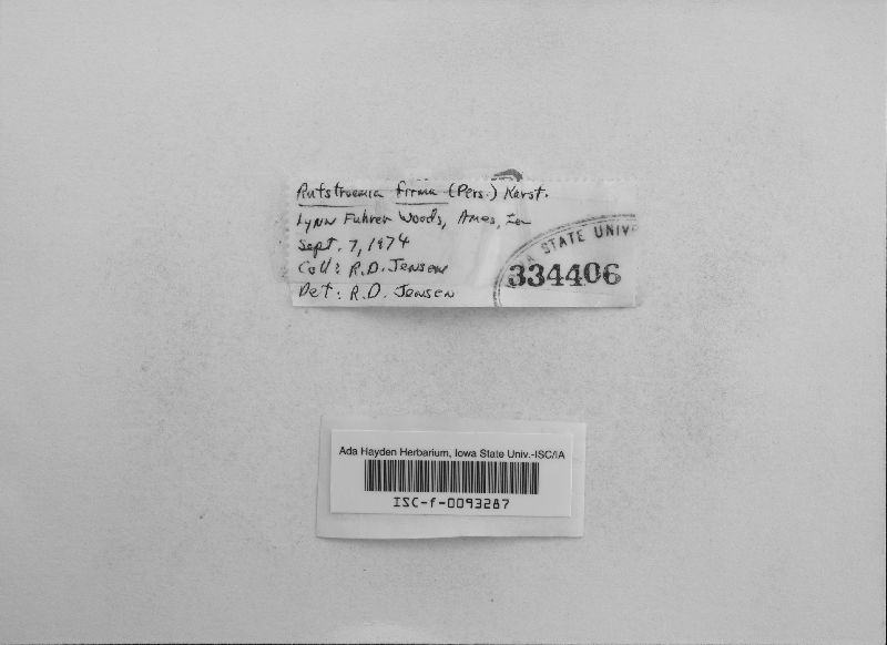 Rutstroemia firma image