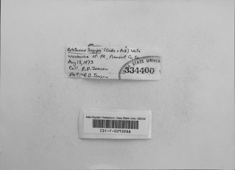 Rutstroemia longipes image