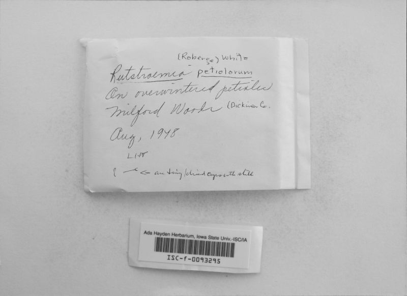 Rutstroemia image