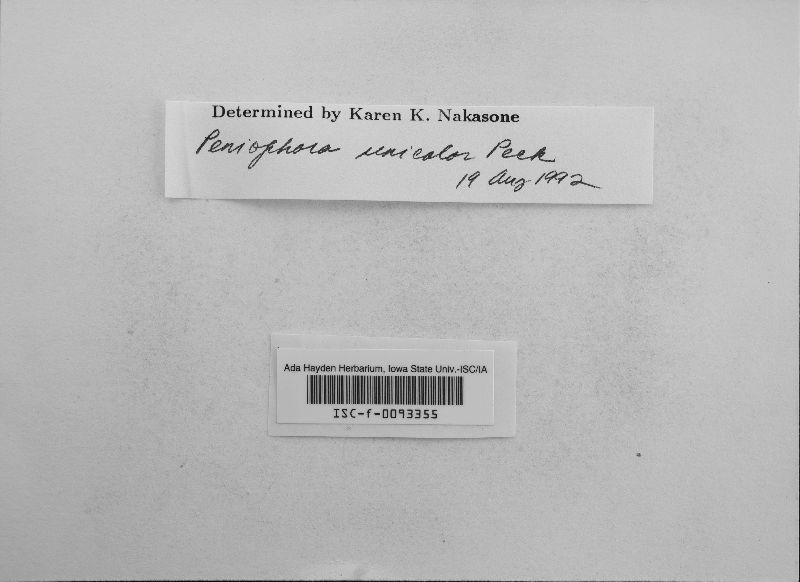 Rhizochaete image