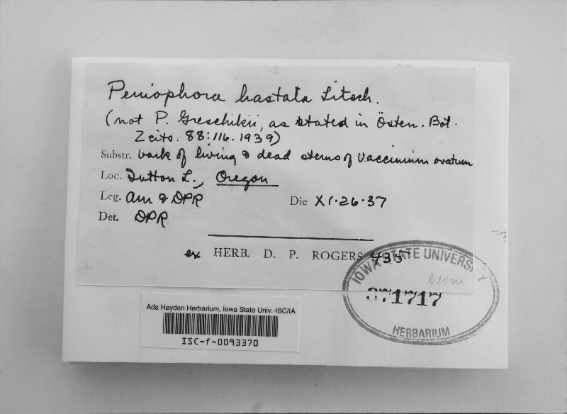 Hyphodontia hastata image