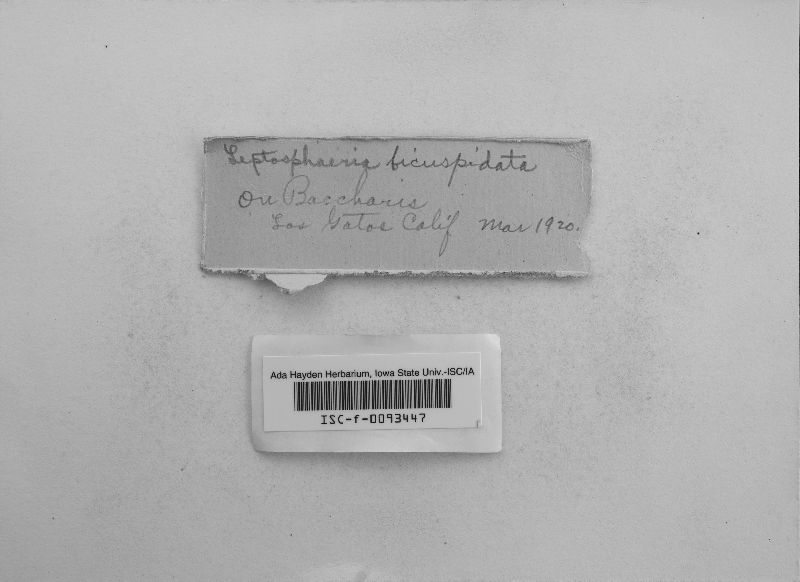 Leptosphaeria bicuspidata image
