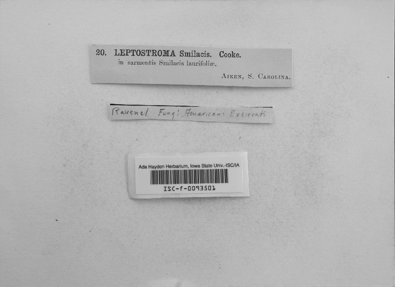 Leptostroma smilacis image