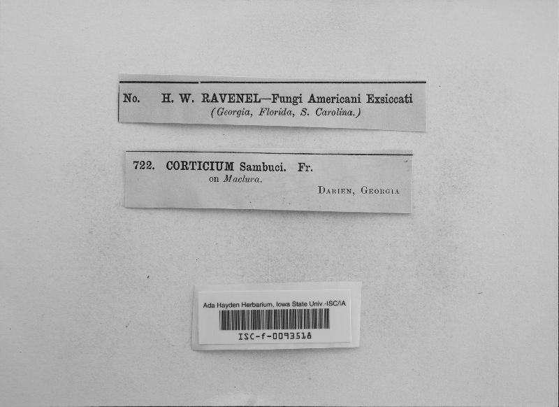 Hyphodontia sambuci image