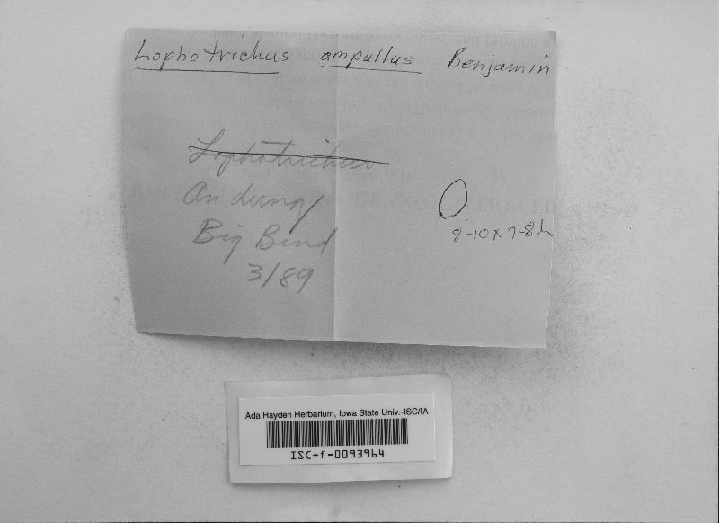 Lophotrichus ampullus image