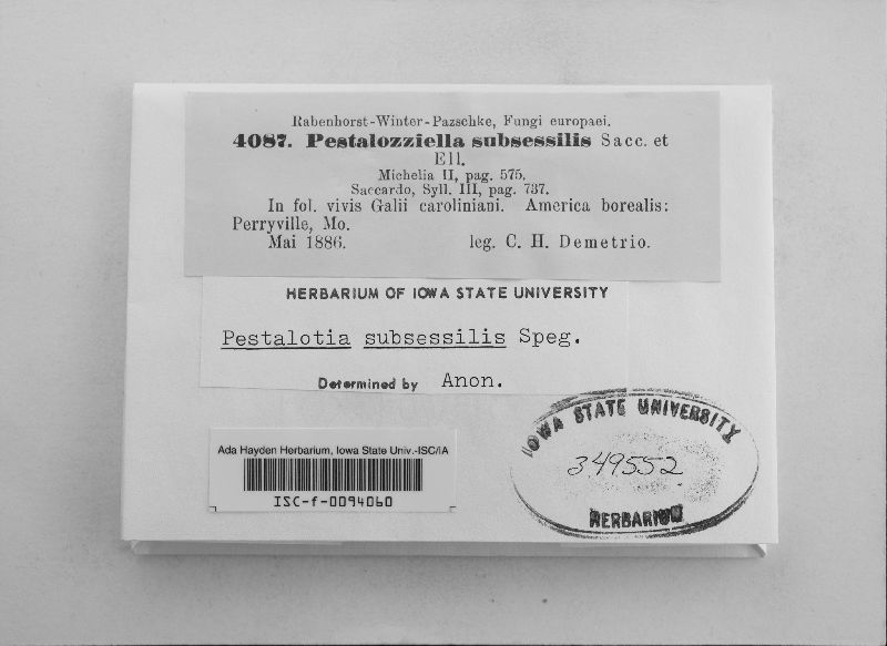 Pestalotia subsessilis image