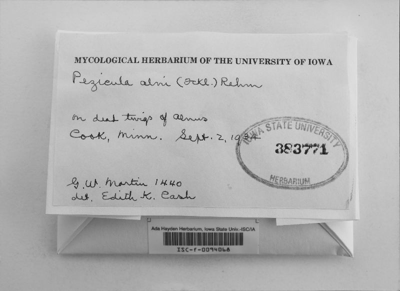 Pezicula alni image