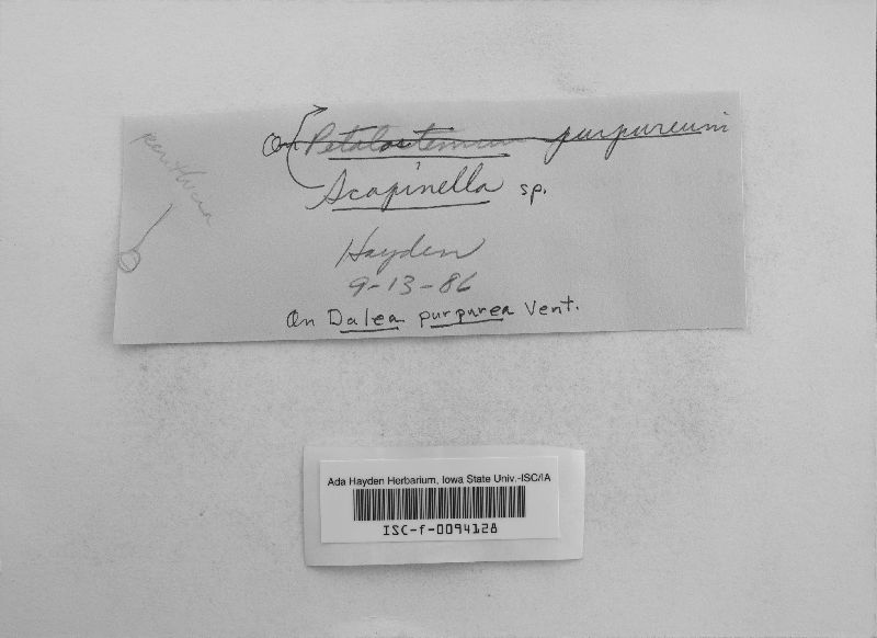 Scopinella image