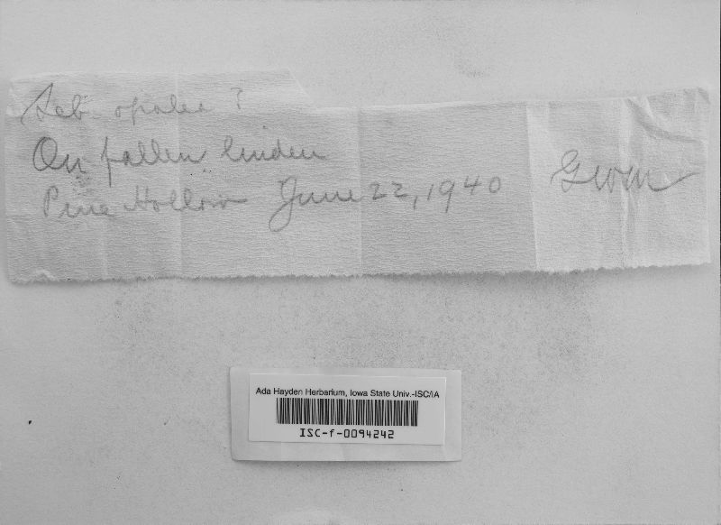 Stypella grilletii image
