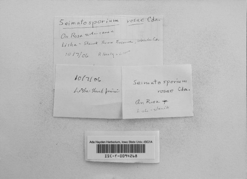 Seimatosporium rosae image