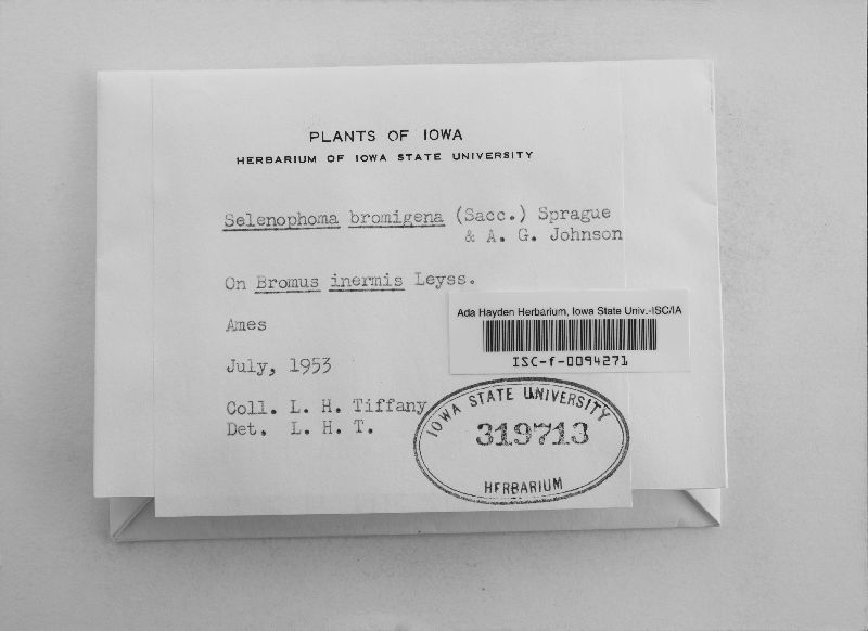 Pseudoseptoria bromigena image