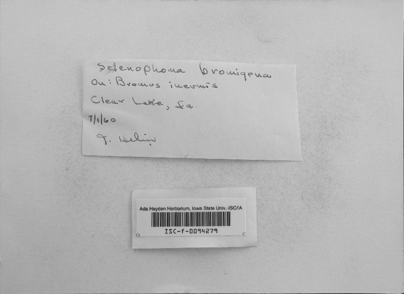 Pseudoseptoria bromigena image
