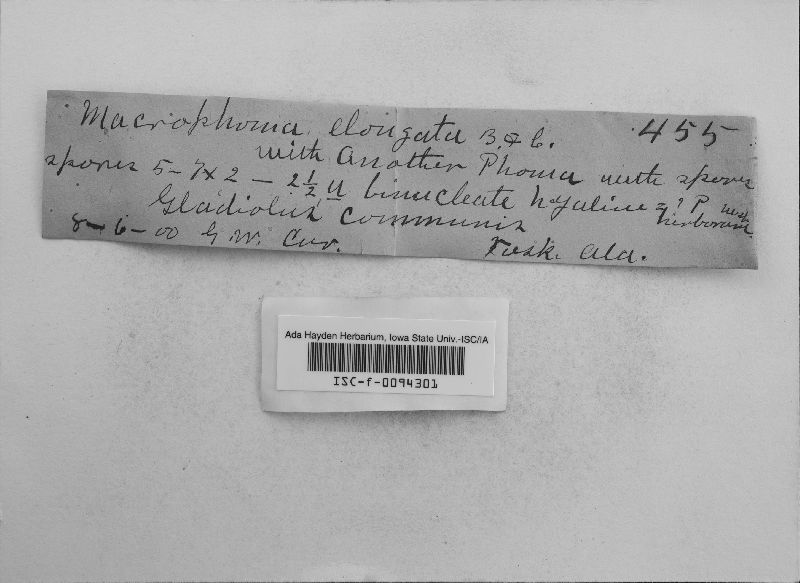 Macrophoma elongata image