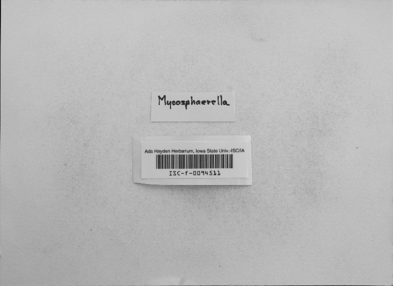 Marssonina quercina image