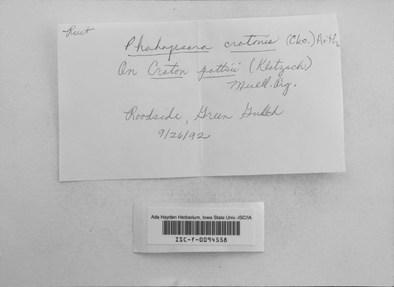 Phakopsora crotonis image