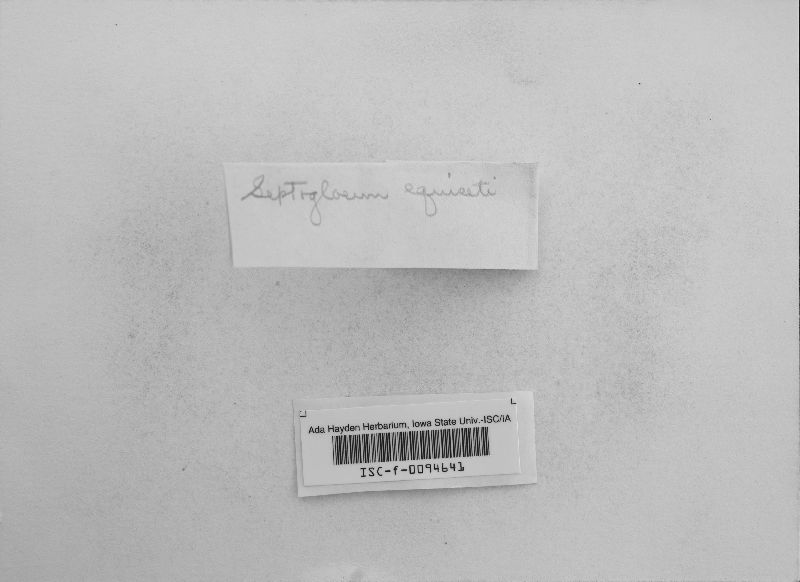 Septogloeum equiseti image