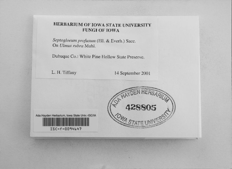 Septogloeum profusum image